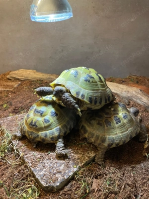Junge Steppenschildkröten zu verkaufen 