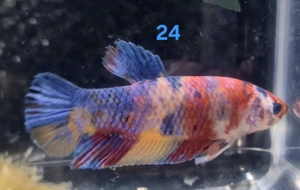 Auswahl Koi Kampffisch Weibchen 