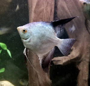 Skalare in verschiedenen Farben 