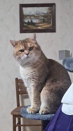 Britisch Kurzhaar Deckkater Bild 3