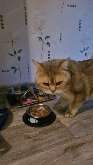Britisch Kurzhaar Deckkater Bild 4