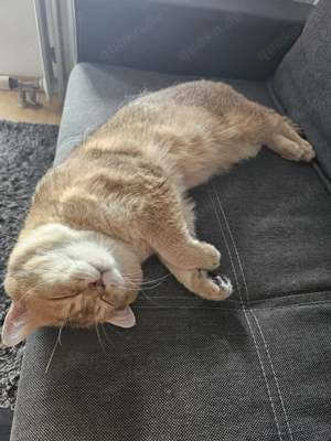 Britisch Kurzhaar Deckkater