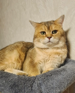 Britisch Kurzhaar Deckkater Bild 2