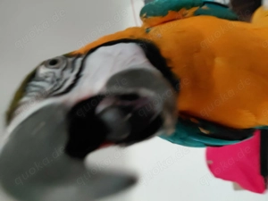 Vogelsitter gesucht für 3 Papageien