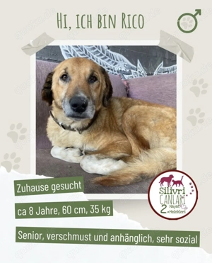 Senior Rico sucht ein Zuhause