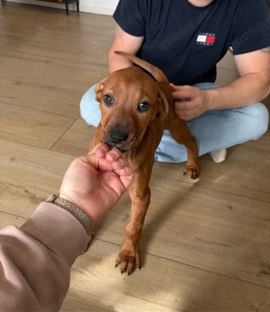 Rhodesian Ridgeback Welpen 