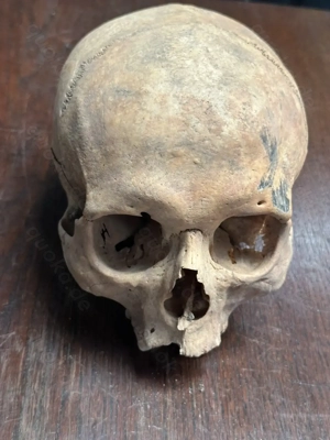 Schädel aus wissenschaftlicher Altsammlung No.IV _1103