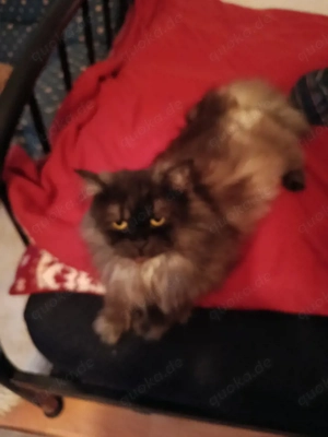 Mitze Kitty ist Der Name