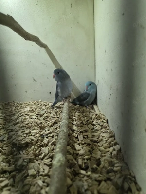 junge sperlingspapageien zu verkaufen