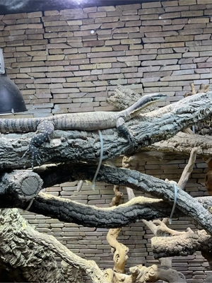 Glauerti Waran zum abgeben