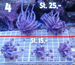 Meerwasser Korallen-Ableger !! EXPRESSVERSAND !!