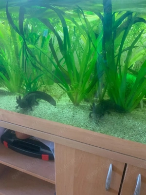 Axolotl 2 stück inklusive becken und Zubehör 