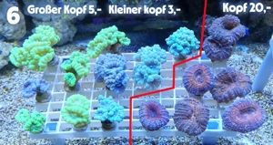 Meerwasser Korallenableger