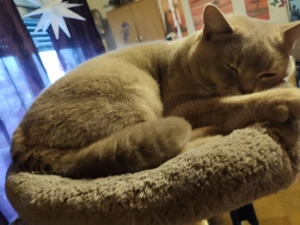 BKH Kater zwei Jahre 