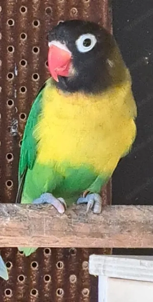 Ein Schwarzköpfchen 