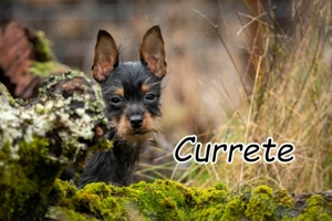 Bist du der Mensch, der diesem charmanten, lebensfrohen kleinen Kerl die Welt zeigt?