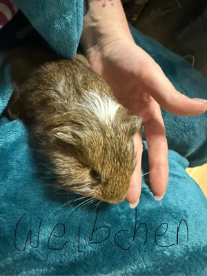Meerschweinchen