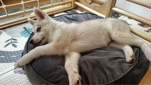 Husky baby 3 Monat Alt Hündin