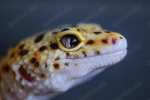 Einladung in die WhatsApp-Community  Terraristikstammtisch Niederbayern  