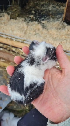 Zwei Cuy Rosetten Meerschweinchen 