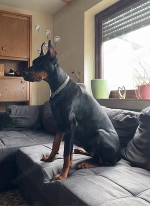 Dobermann Kira (1 Jahr) Pride of Russia Zucht