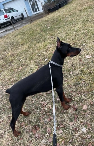 Dobermann Kira (1 Jahr) Pride of Russia Zucht