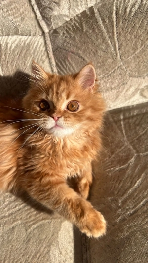 Persian 1,5 jahr kater