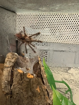 ypyrapora sooretama vogelspinne