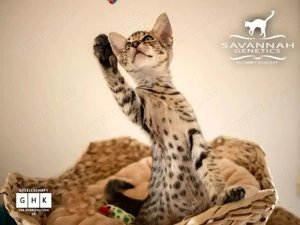 Reinrassige F5 SBT Savannah Kitten 