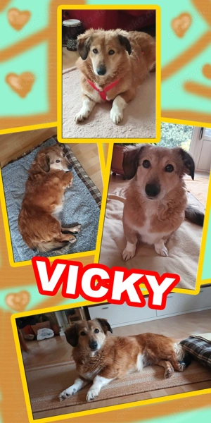 süße, kleine, Corgi-Mix Hündin "Vicky" sucht ein liebevolles Zuhause 