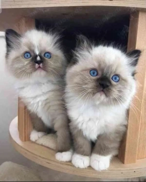 Ragdoll suche nach einem Ragdoll kitten weibchen ! Bild 2