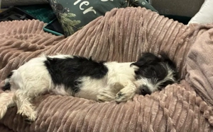 Zuhause gesucht für Malu