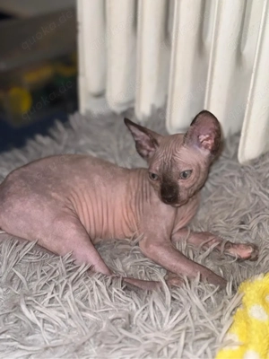 Sphynx-Mädchen