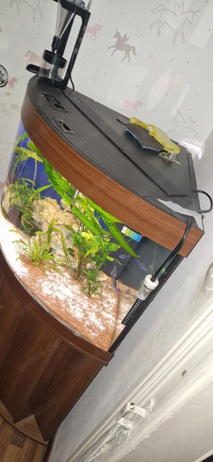 Aquarium 190l Eck zu verschenken  Komplett mit Fische un Pflanzen  Decko  Bild 5