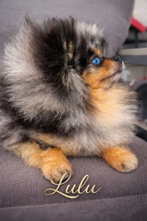Pomeranian Zwergspitz merle Hündin 