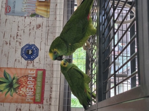 Blaustirnamazonen Pärchen 