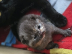 Bkh-kitten Bild 3