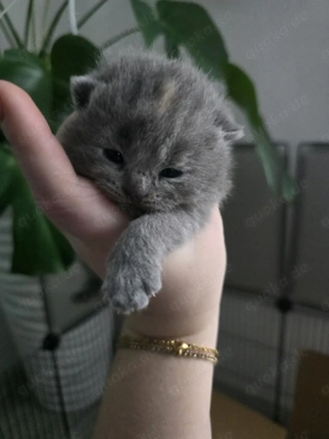 Bkh-kitten Bild 6