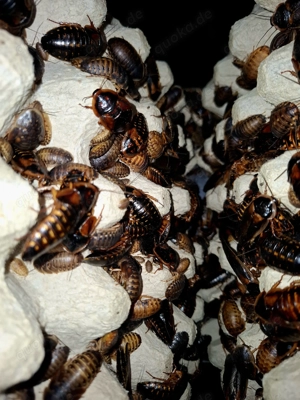 Argentinische Waldschaben   Blaptica Dubia 