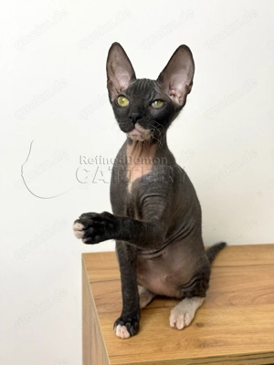 Süße Don Sphynx Kätzchen mit Schnurrhaaren