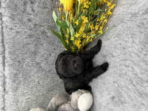 Bolonka Zwetna Welpen aus VDH Zucht 