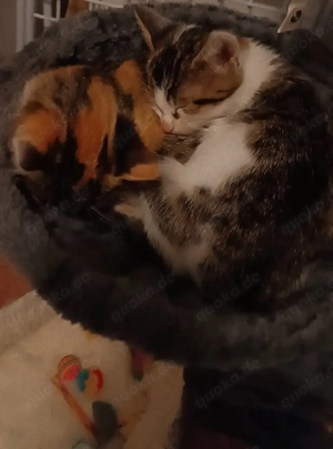 Dreifarbige Geschwisterkatzen