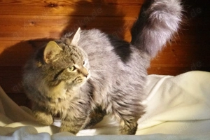 Wunderschöne Langhaar Waldkatzen , Kater , jung