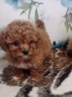 Maltipoo XS Welpen suchen neue zu Hause 