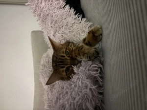 Bengalkater (4) sucht zuhause mit Auslauf