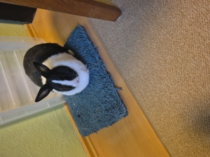 Kanichen sucht ein neues zu hause (dringend)