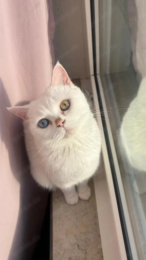 Bkh kurzhaar katze 1,5 jahr