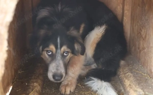 Liebevolle Schutzzone für Koa gesucht