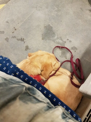 mudi bordercolli Schäferhund  welbe