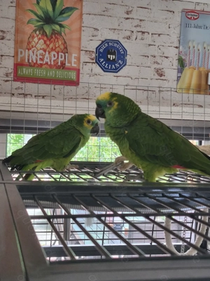 Blaustirnamazonen Pärchen 